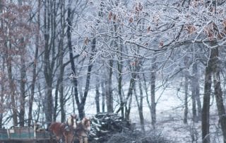 Winter scene with work horses and trees in the background